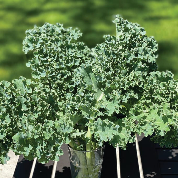 Fresh Kale